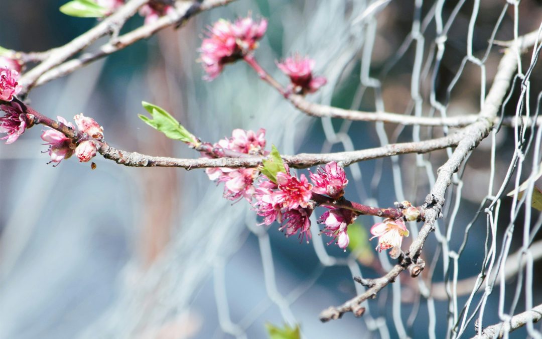 Building and Holding Healthy Boundaries: Learning to Honour Your Edges